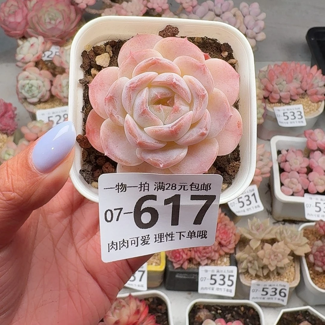 优选冰魄无盆土发货