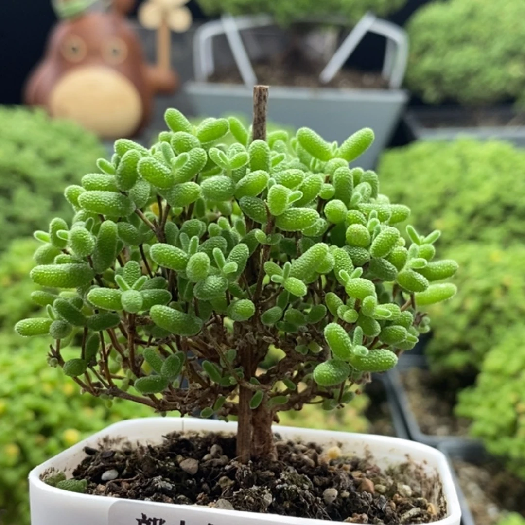 蜜橘糖球8319枝干番杏