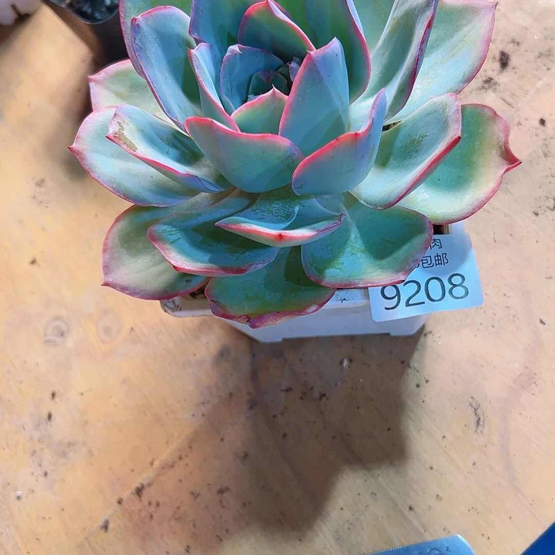 无花朵一***栀多肉一物一拍9208