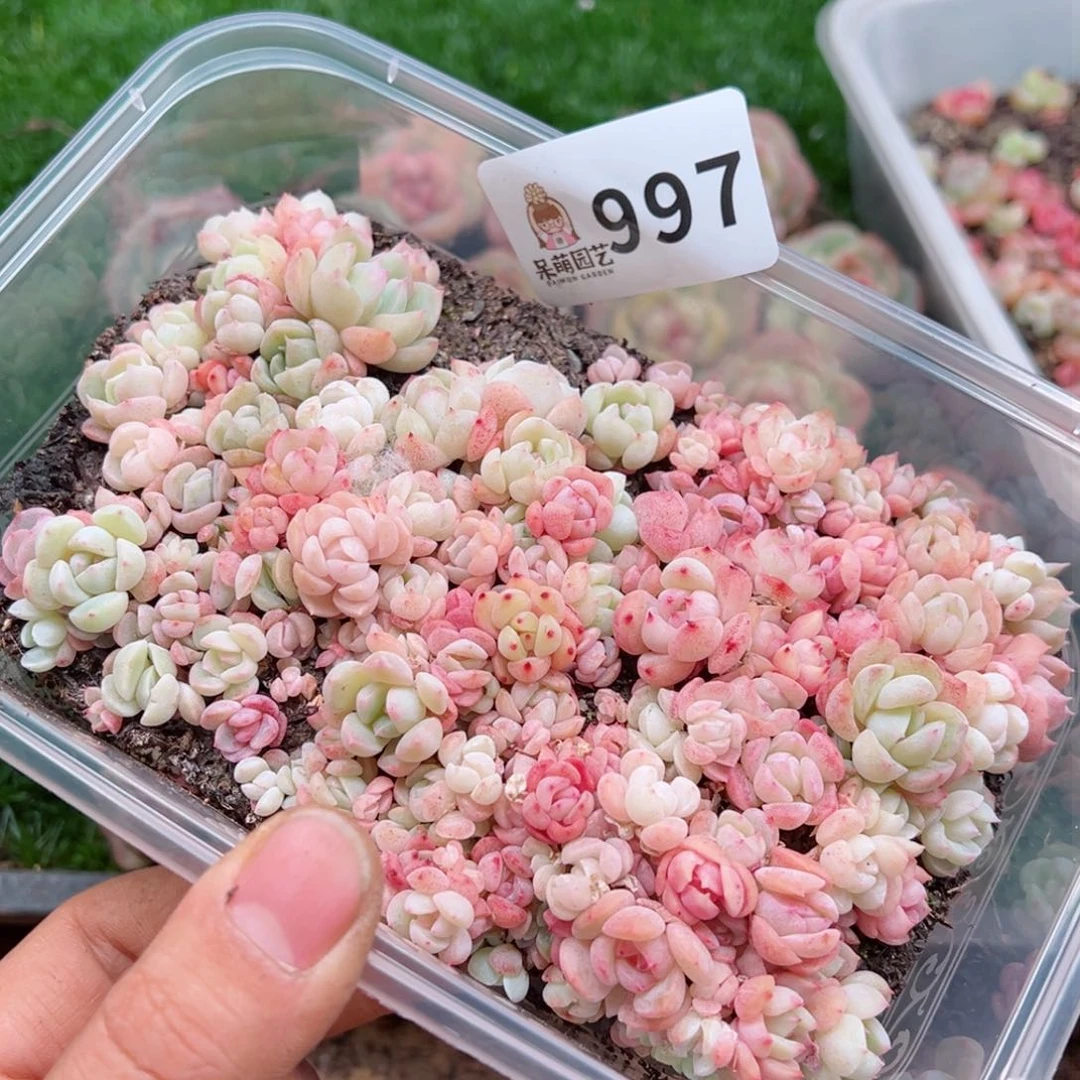 多肉植物多肉植物