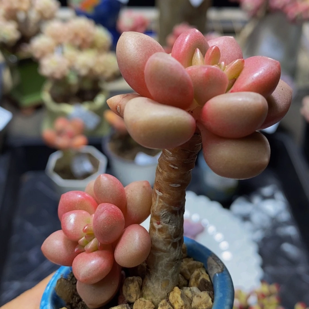 431 先锋派5 厘米