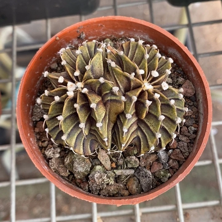 伯克利和格兰的故事是一