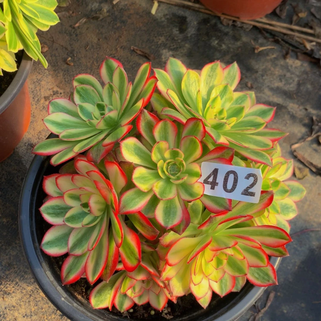 【闪购商品】402万白多肉