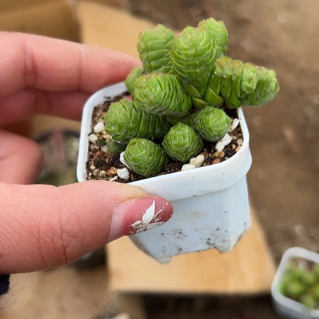 多肉植物绒塔群生