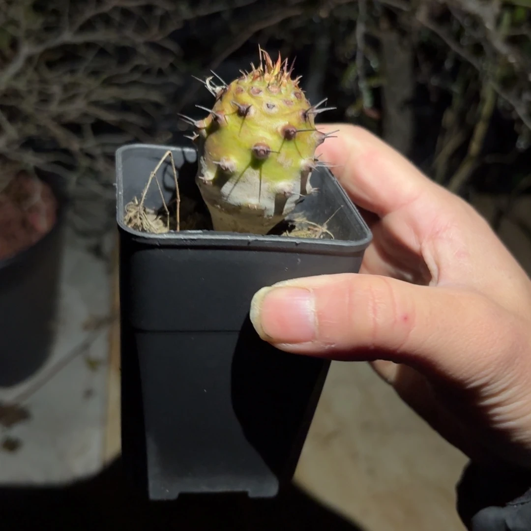 瓶干麒麟3699999999