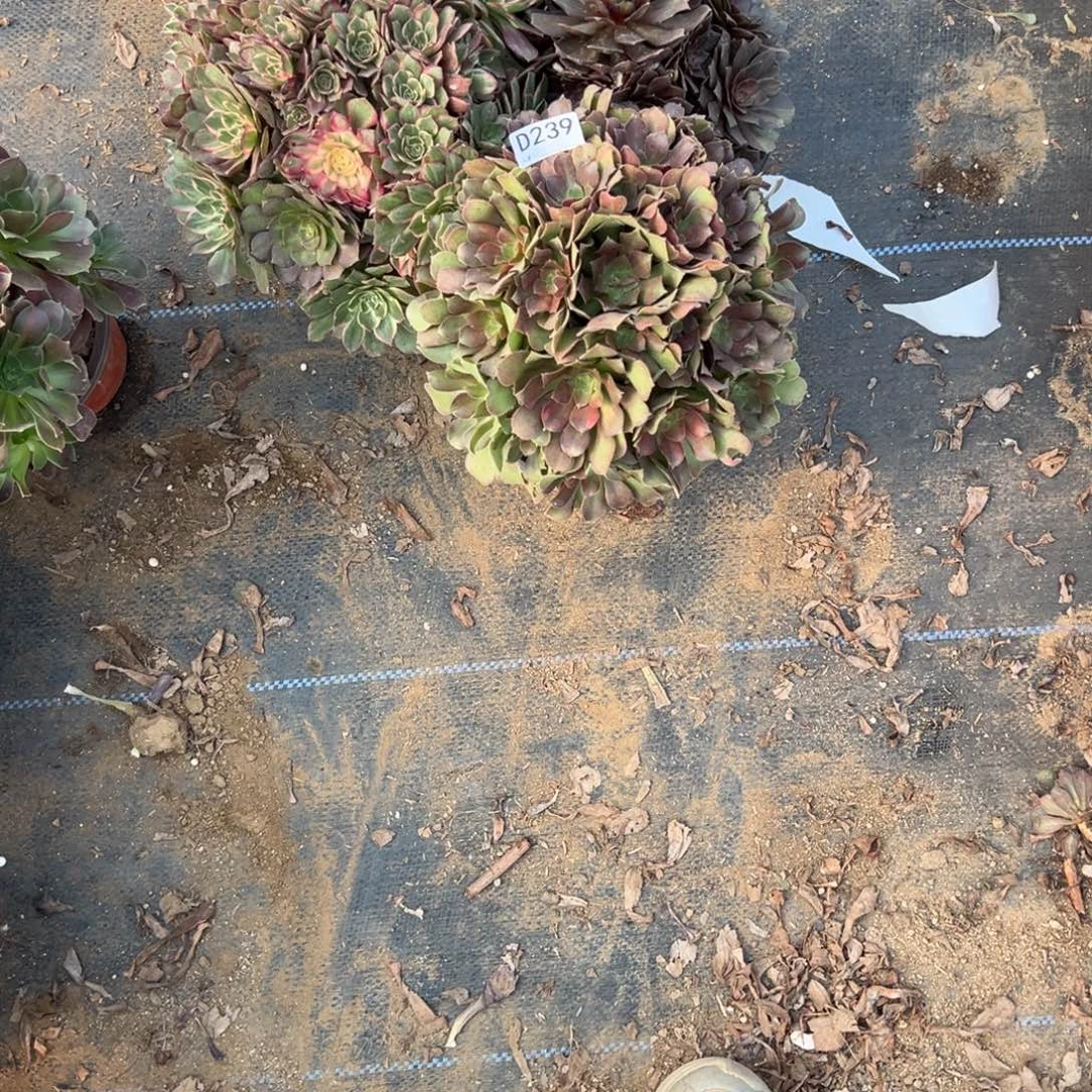 靓***尼239三颗组合多肉植物法师