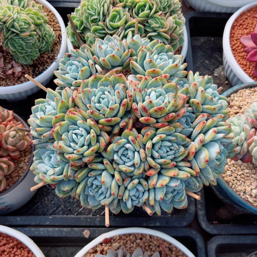 ?****l冷香自然群多肉植物