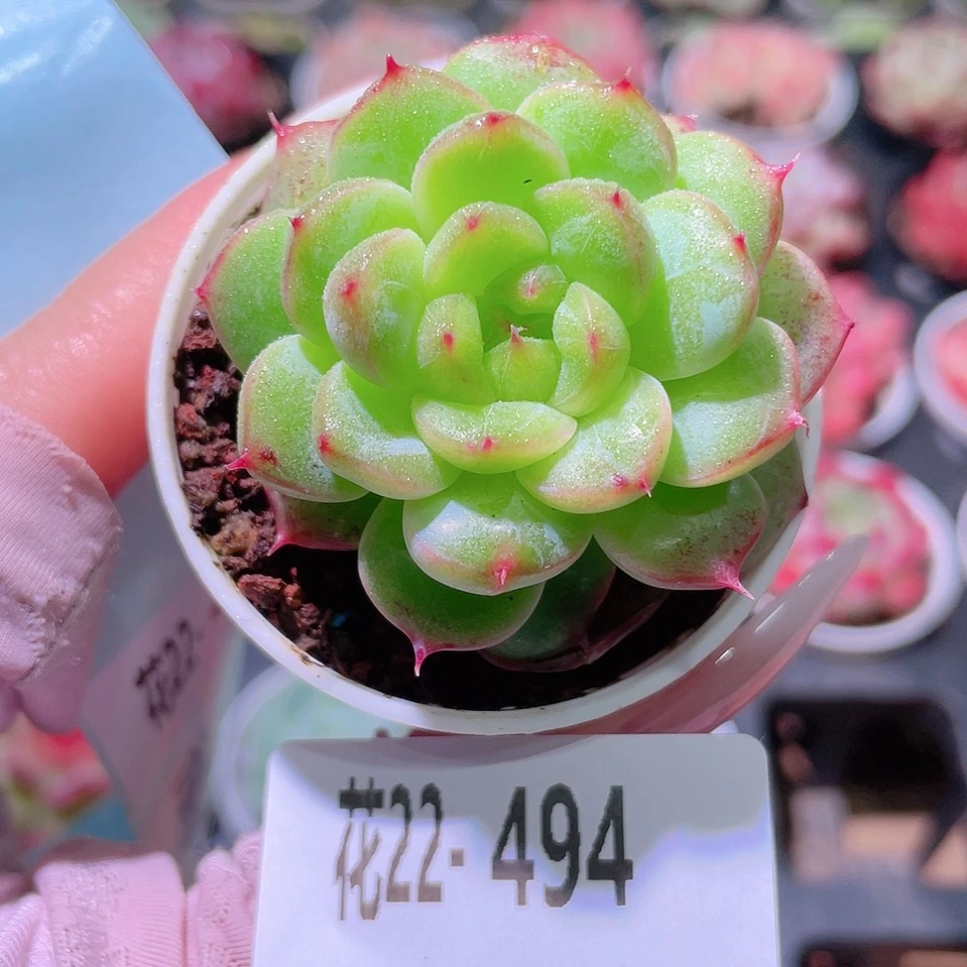 花利美22-494新品