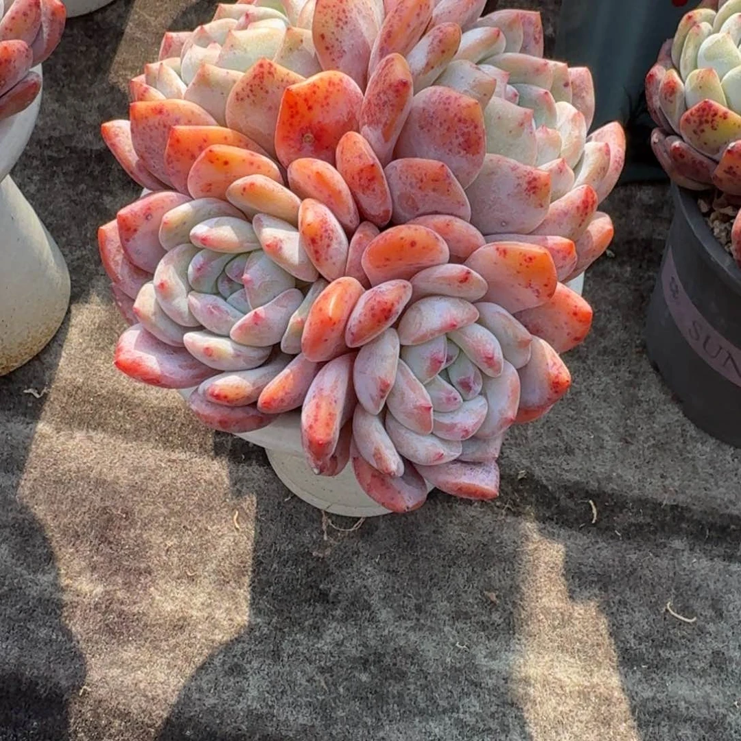 莲*4头橙子，专拍链接