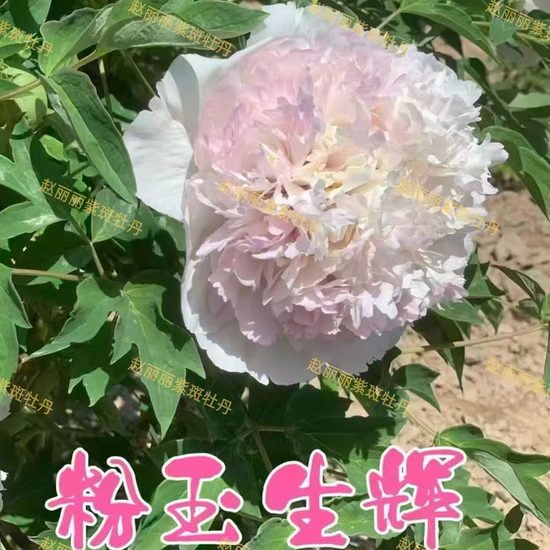 牡丹品种粉色系花品