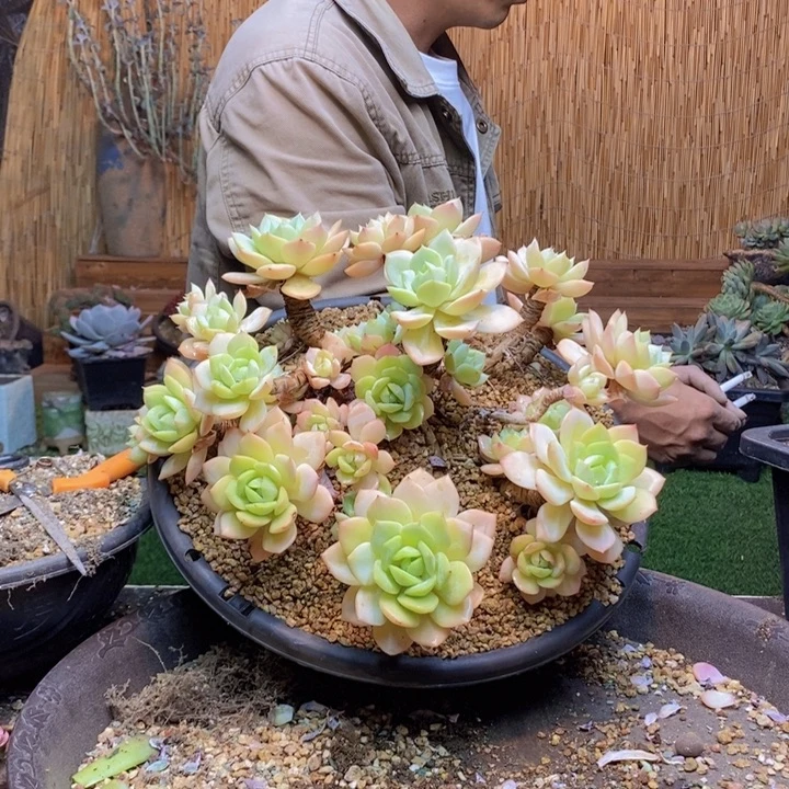 甜***渔287号恋曲多肉植物