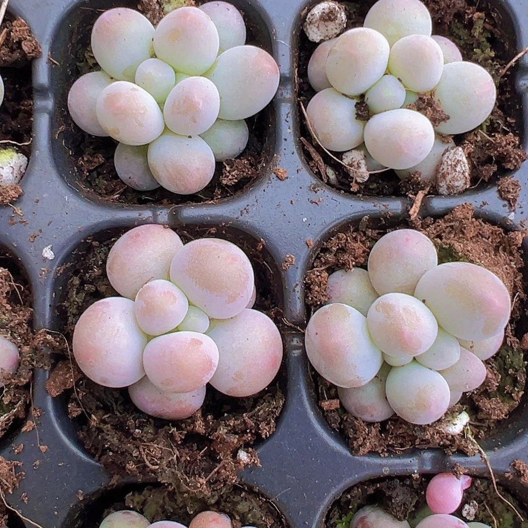 穴盘汤圆5颗19包邮多肉