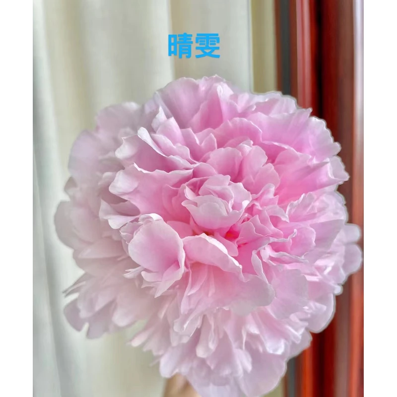 （晴雯）芍药盆栽重瓣大花