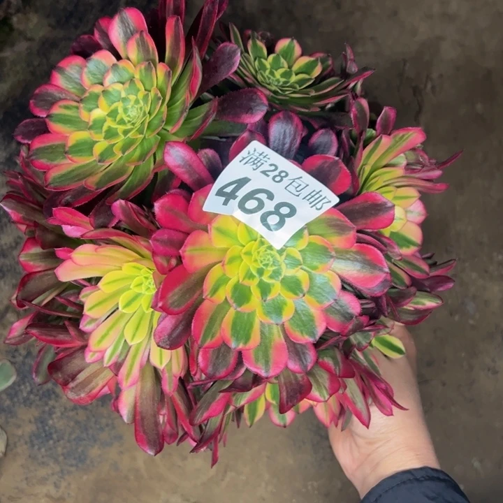 468朝霞多肉植物