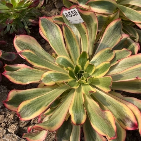 多肉植物魅影捧花