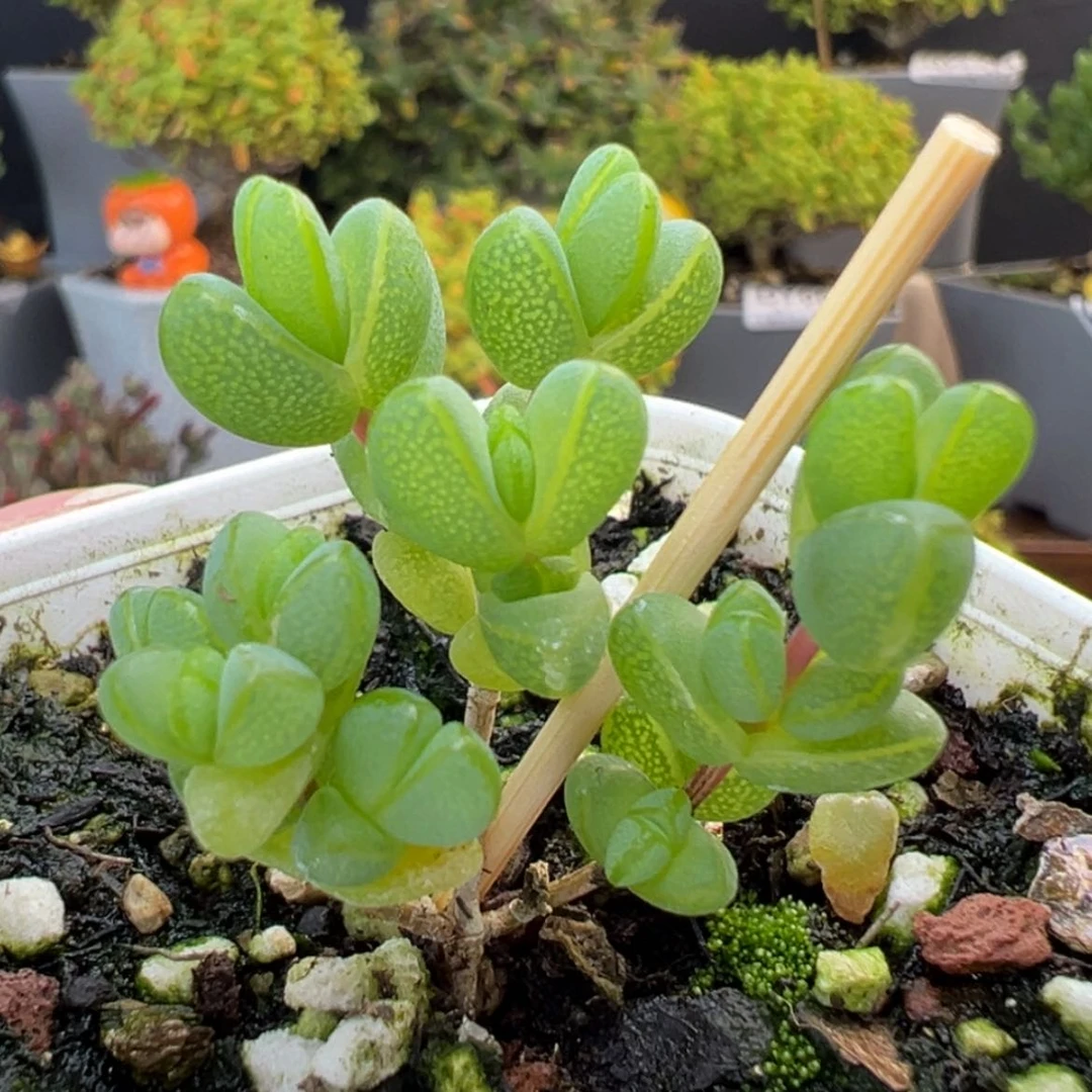 【闪购商品】dy6630元宝冠幅3cm