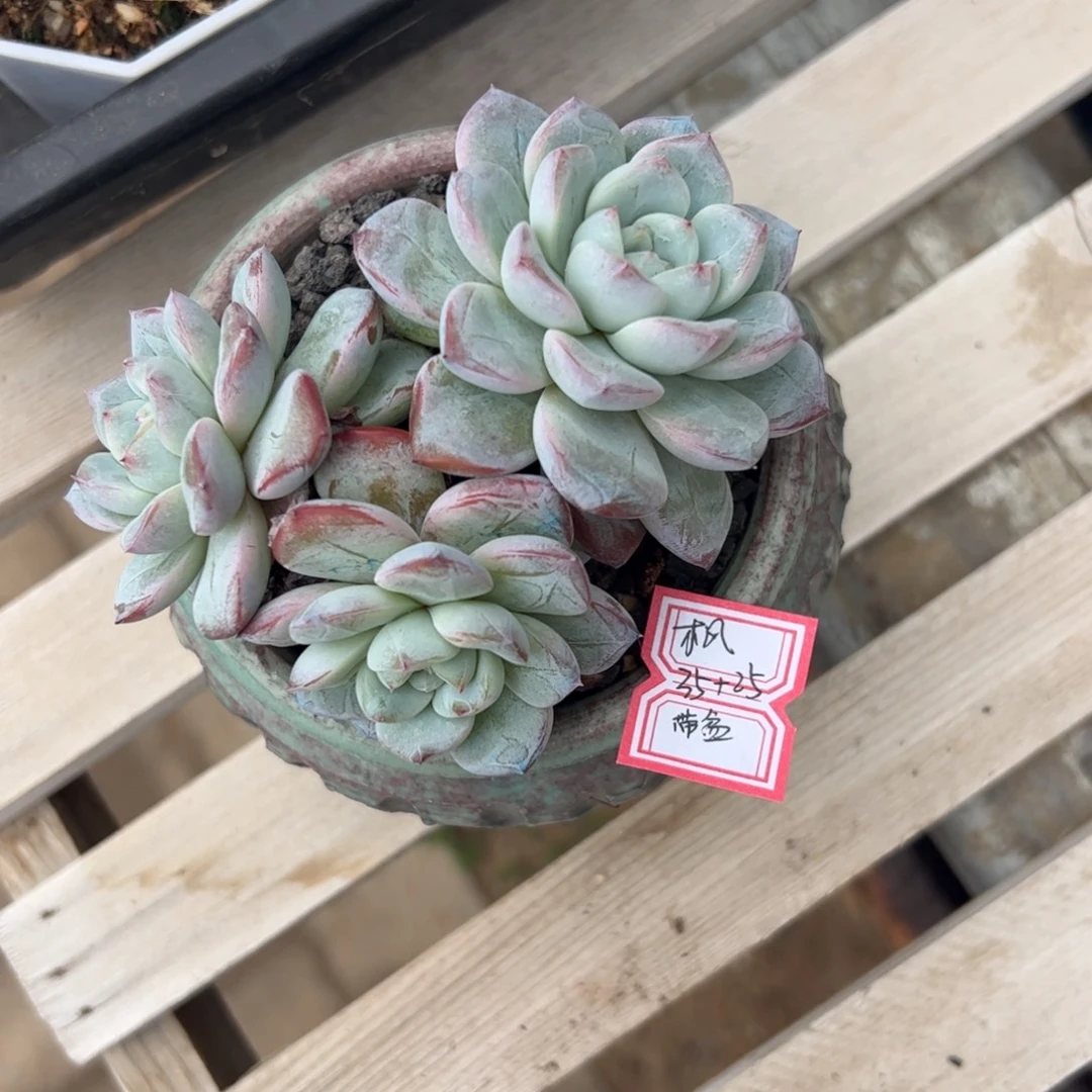 多肉植物维特群生