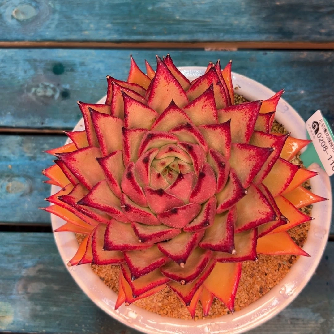 好*多肉一物一拍编号0208-110