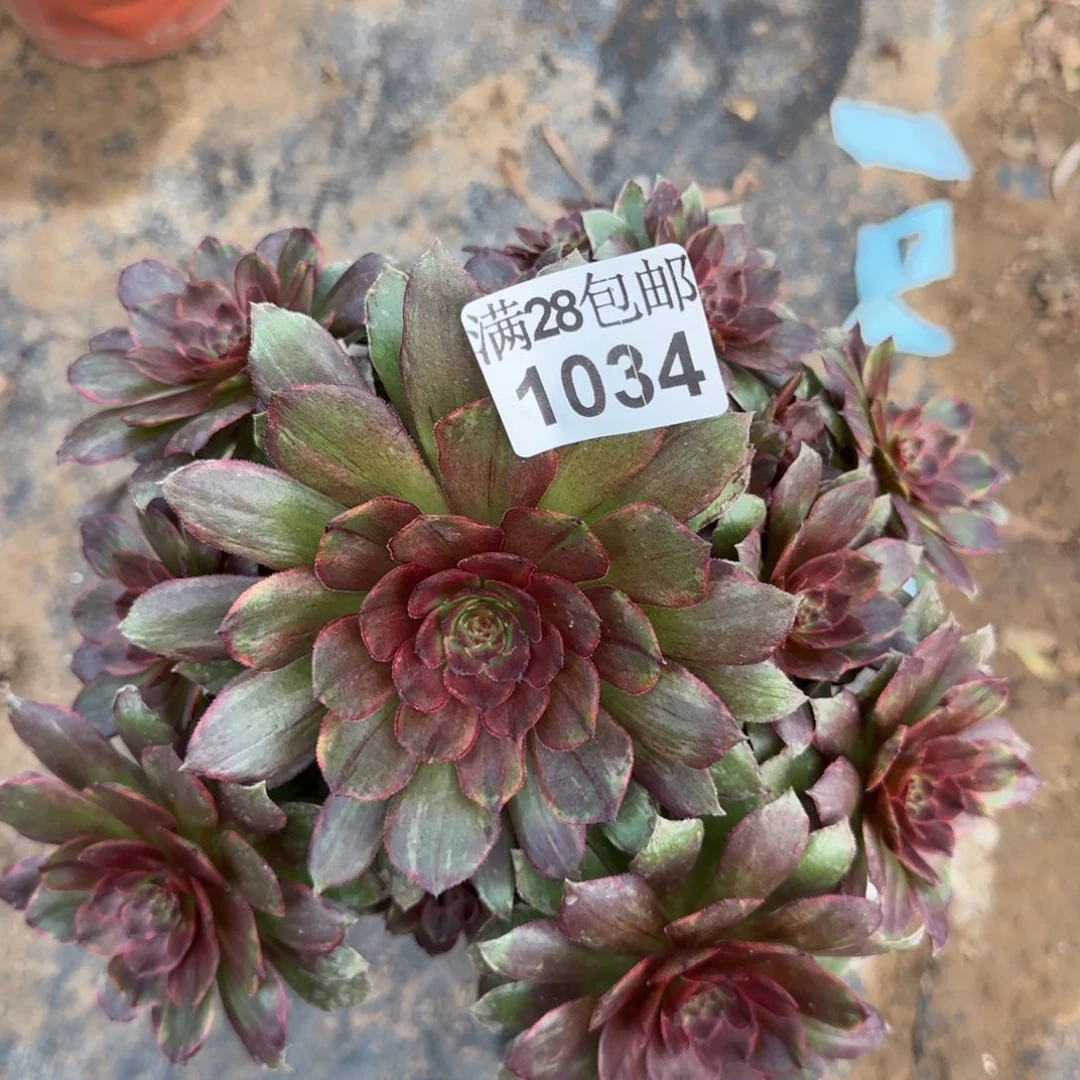 红丝绒多肉1034满28包邮断枝不包