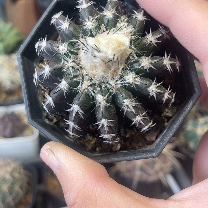 实生奇特球仙人球一颗