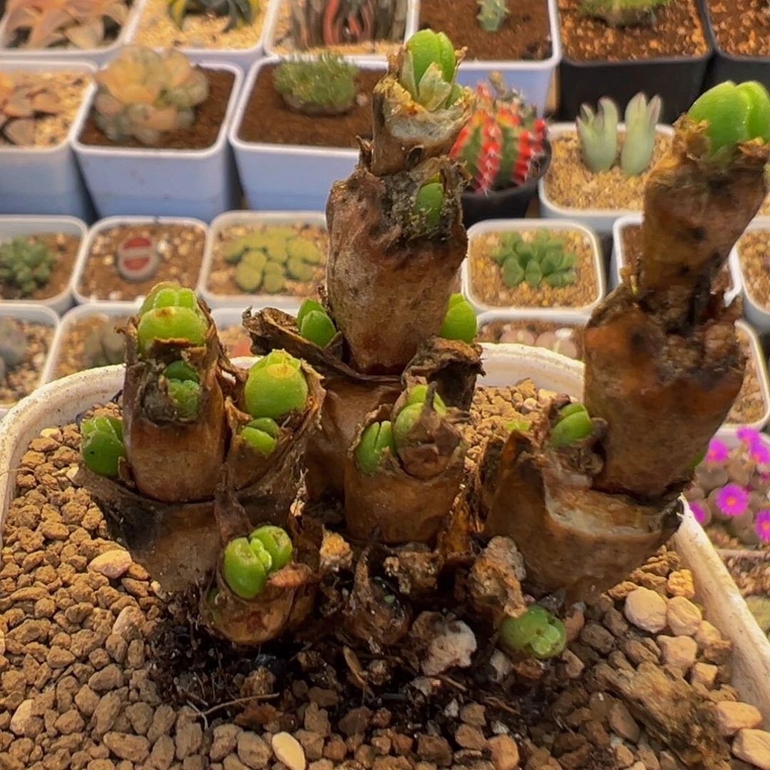 2704多肉植物百科