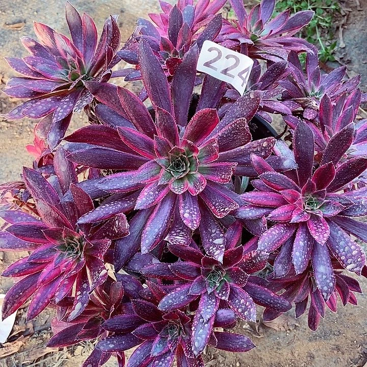 孔雀锦多肉224多肉