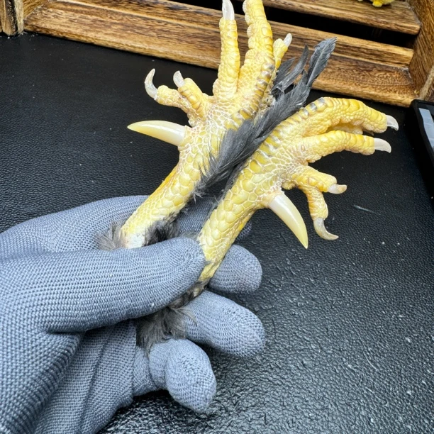 文玩鸡爪骨手把件（一对元宝大长腿 处理好十天左右发货）