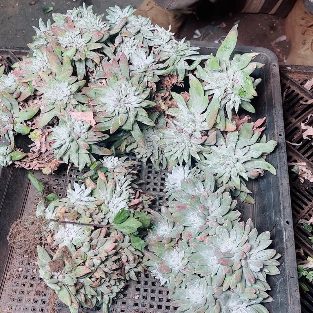 5395筐拍瑕疵不售后