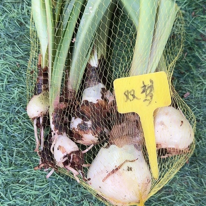 双梦一兜三大三小