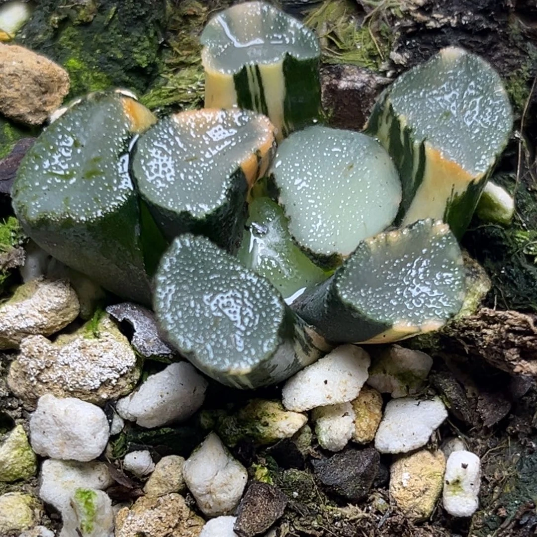 十二卷多肉植物1973望乡