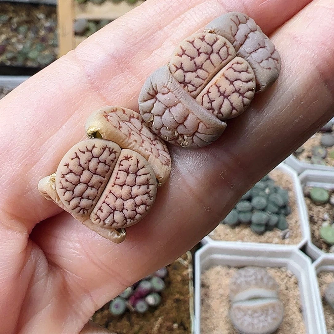 荒玉2颗包邮………………