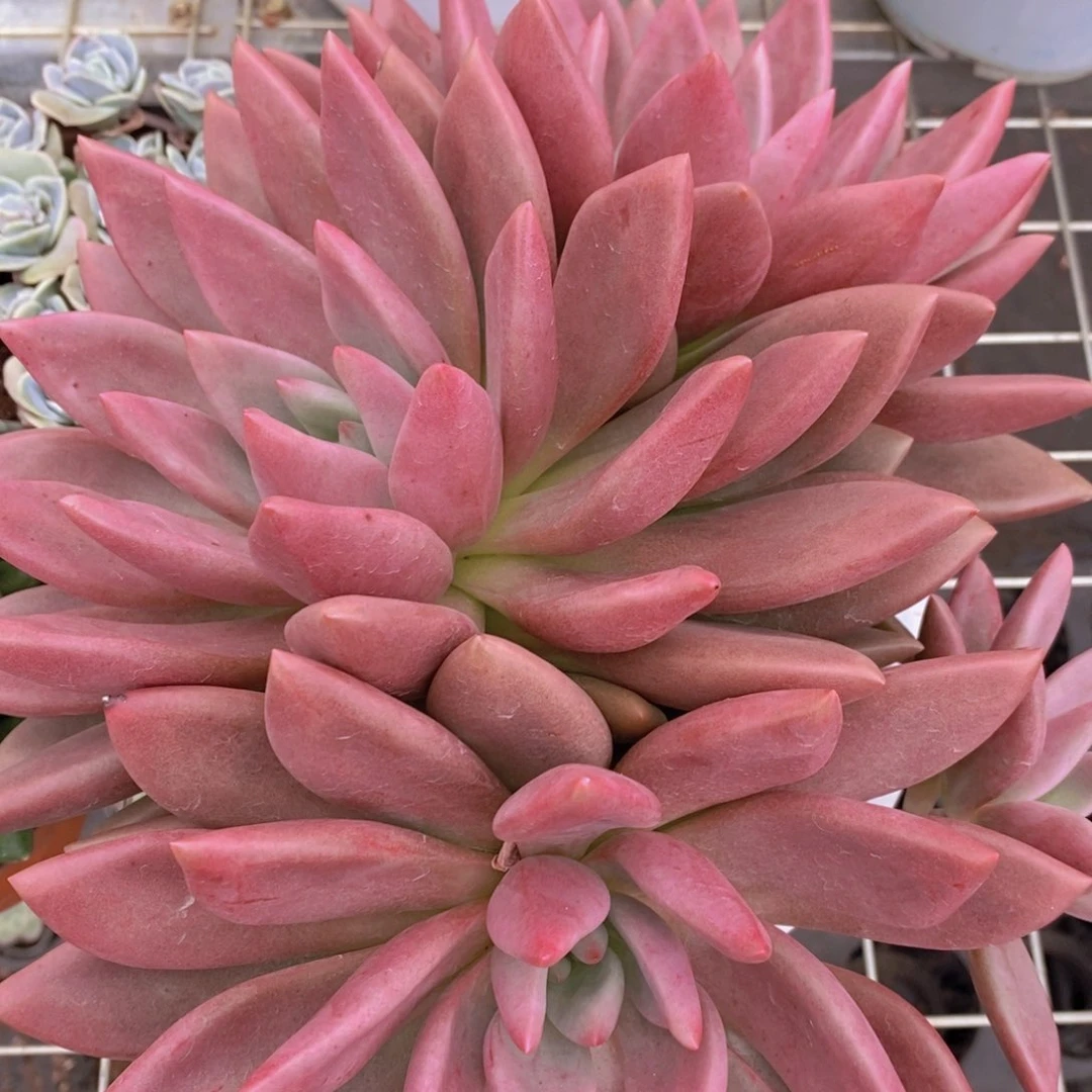 桃花源三头起发整桩无砍