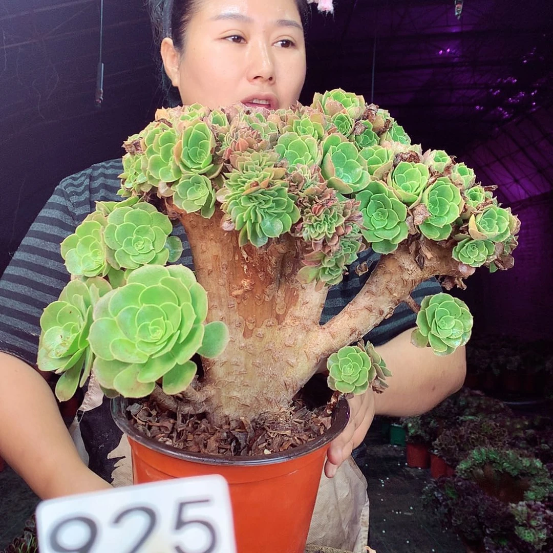 柒柒精品多肉脱土发货不包断侧枝处理925