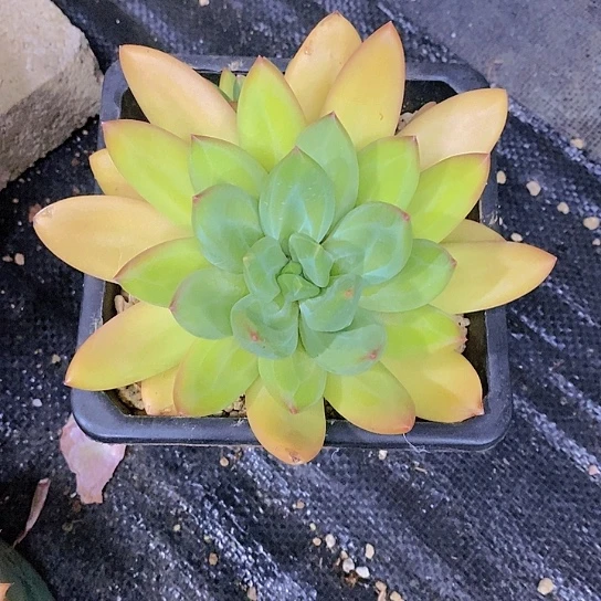 无花朵小**乐海洋之歌