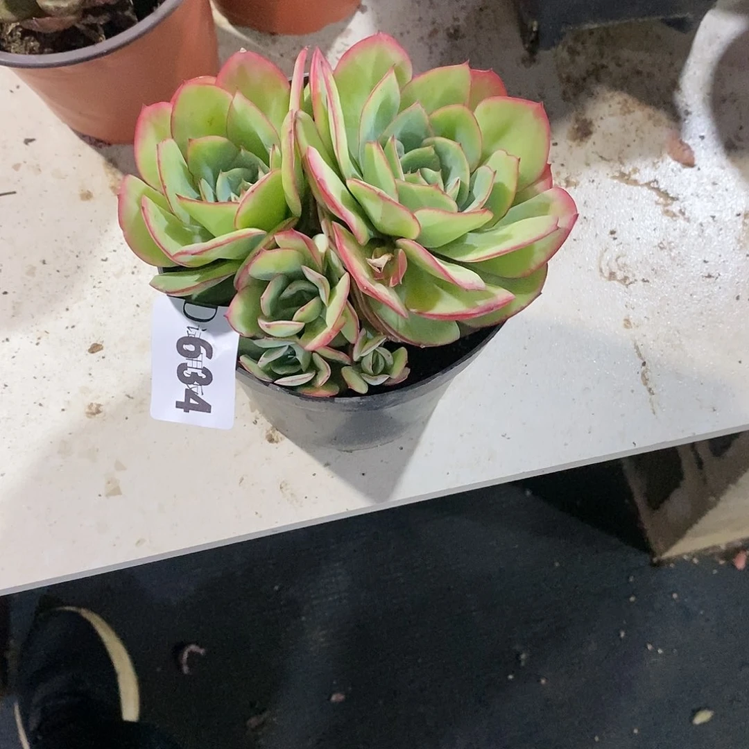 一****生634牡丹亭多肉植物