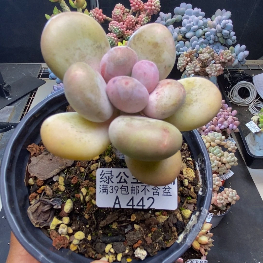 442蛋黄奶多肉6c m