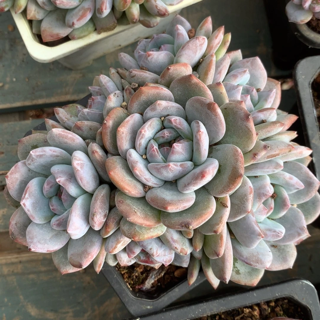 无花朵哈哈哈哈哈哈哈哈7