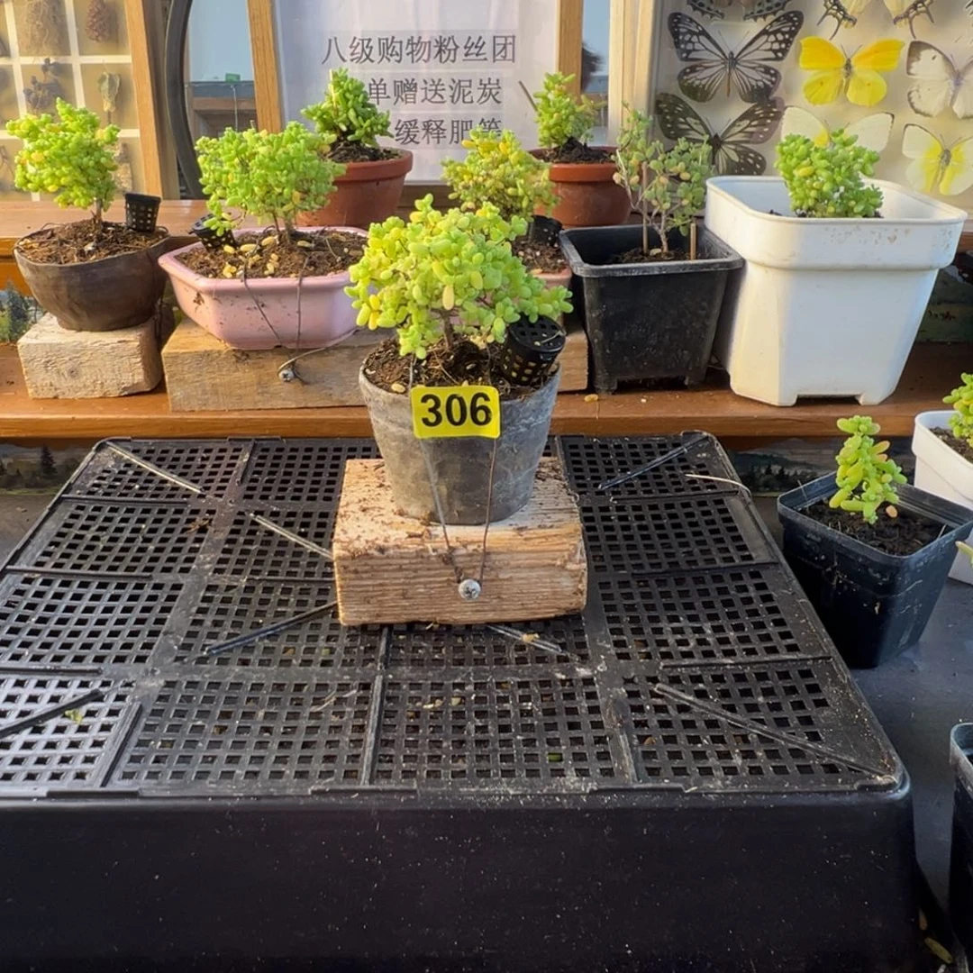 枝干番杏多肉植物306