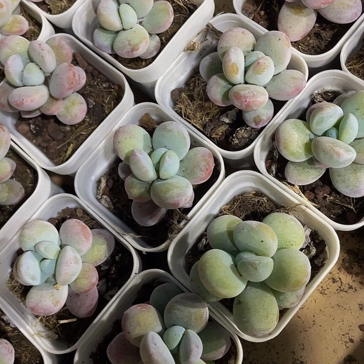 雪美人2.8带盆土发