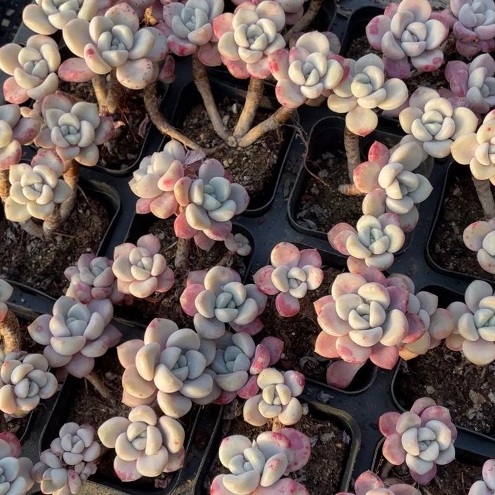 花斑鹿群一颗20包邮新疆西藏不发