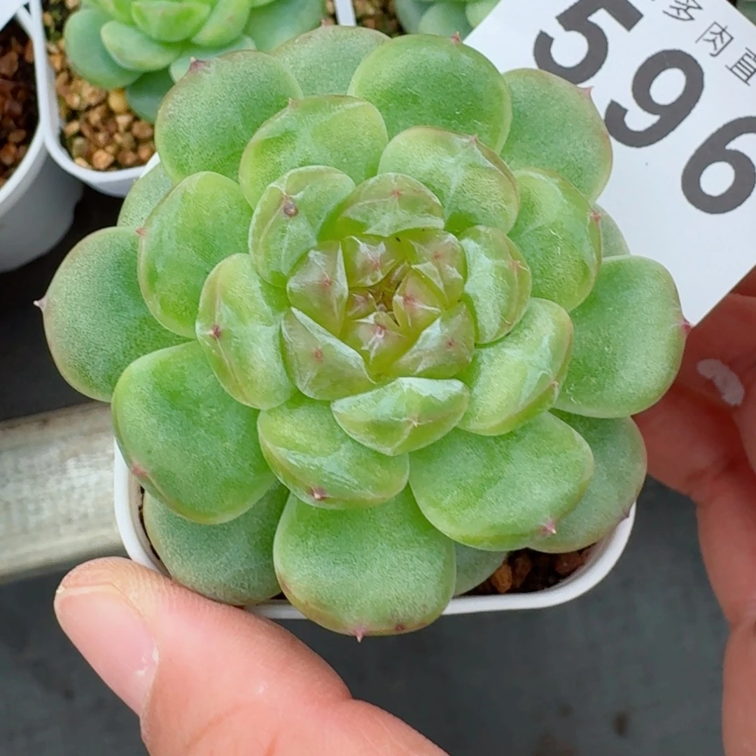 透体珍妮            精美多肉植物