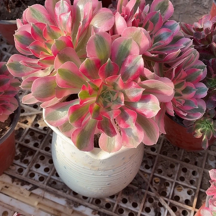 粉女巫长叶片一棵脱土