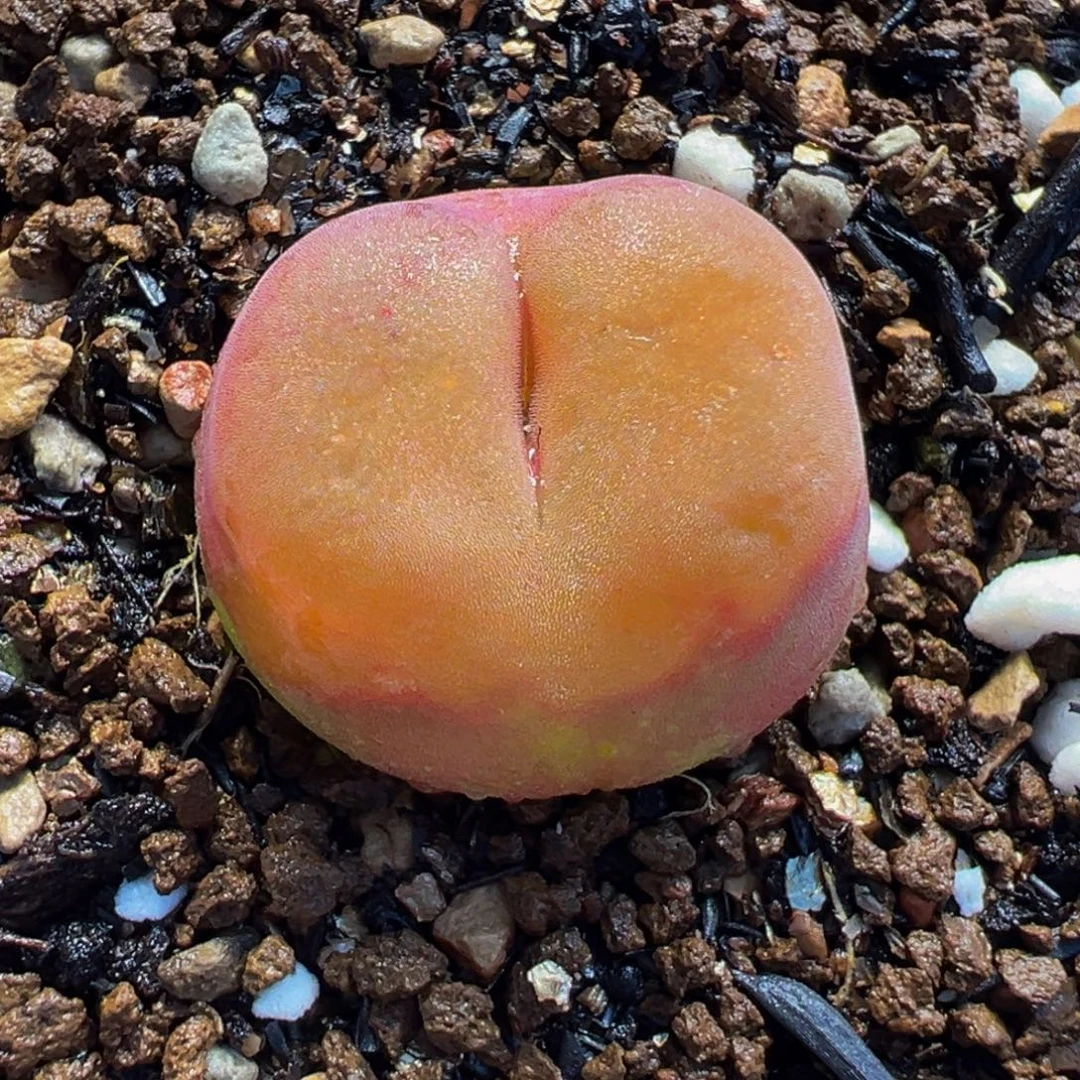 水蜜桃多肉植物盆栽栽培