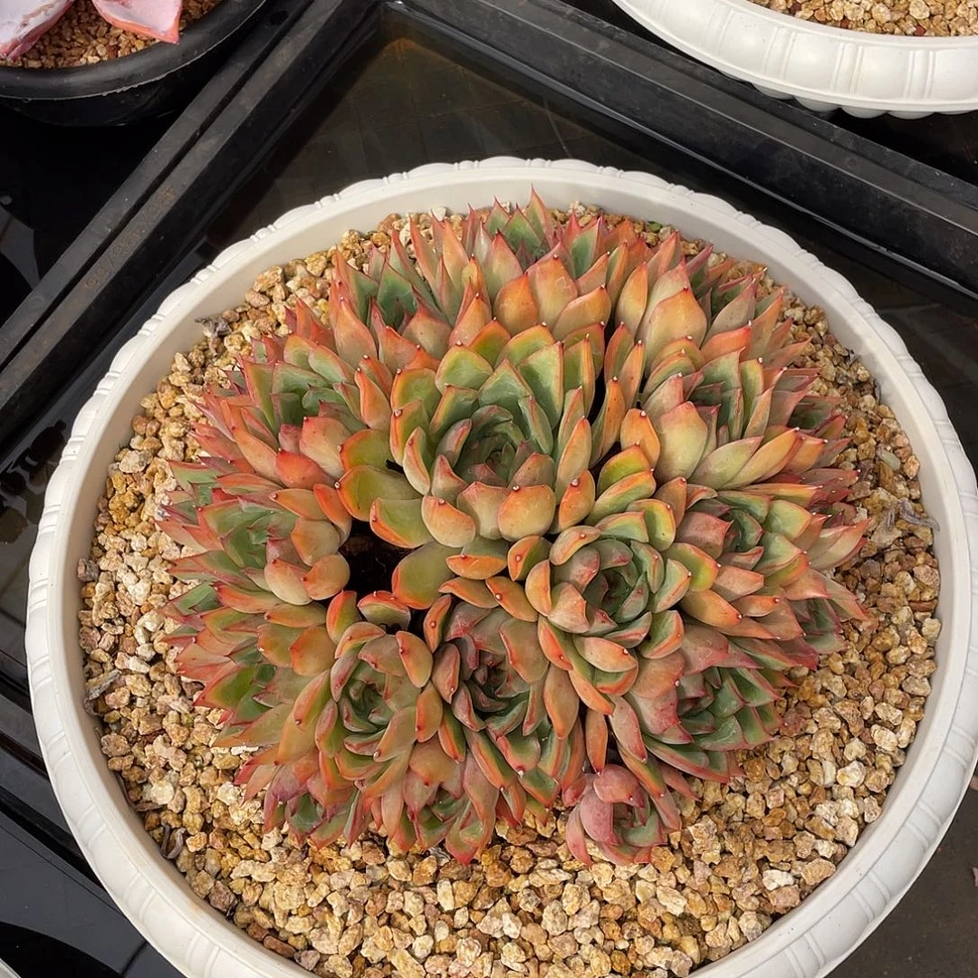 多肉植物一物一拍