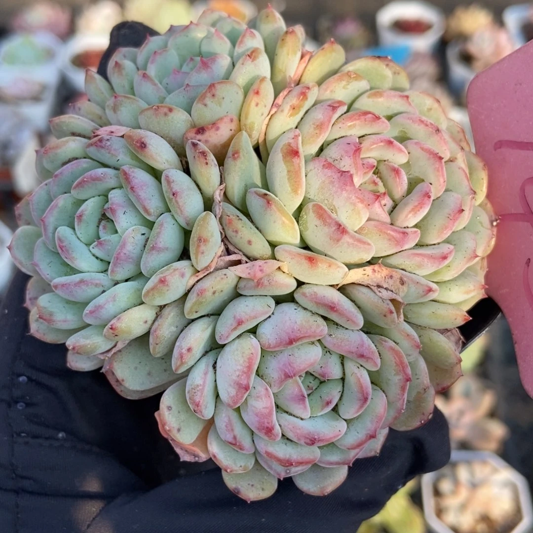 145白胖子多肉植物保护