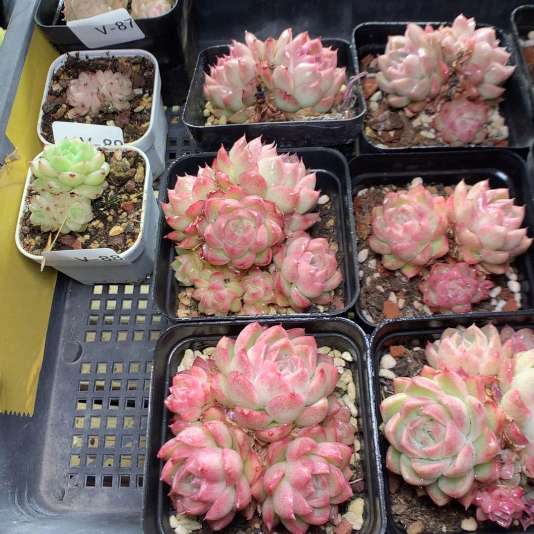 V93y y y y y y y y y y y