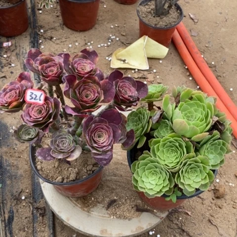 两颗法师一物一拍
