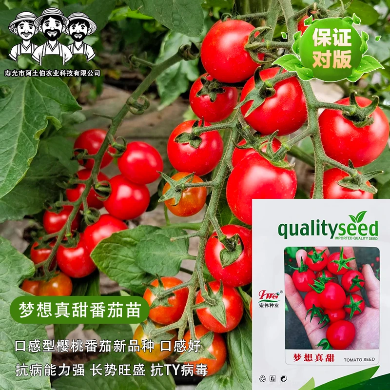 真甜迷恋青甜二号圣女果苗秧瀑布小番茄苗四季盆栽地栽西红柿