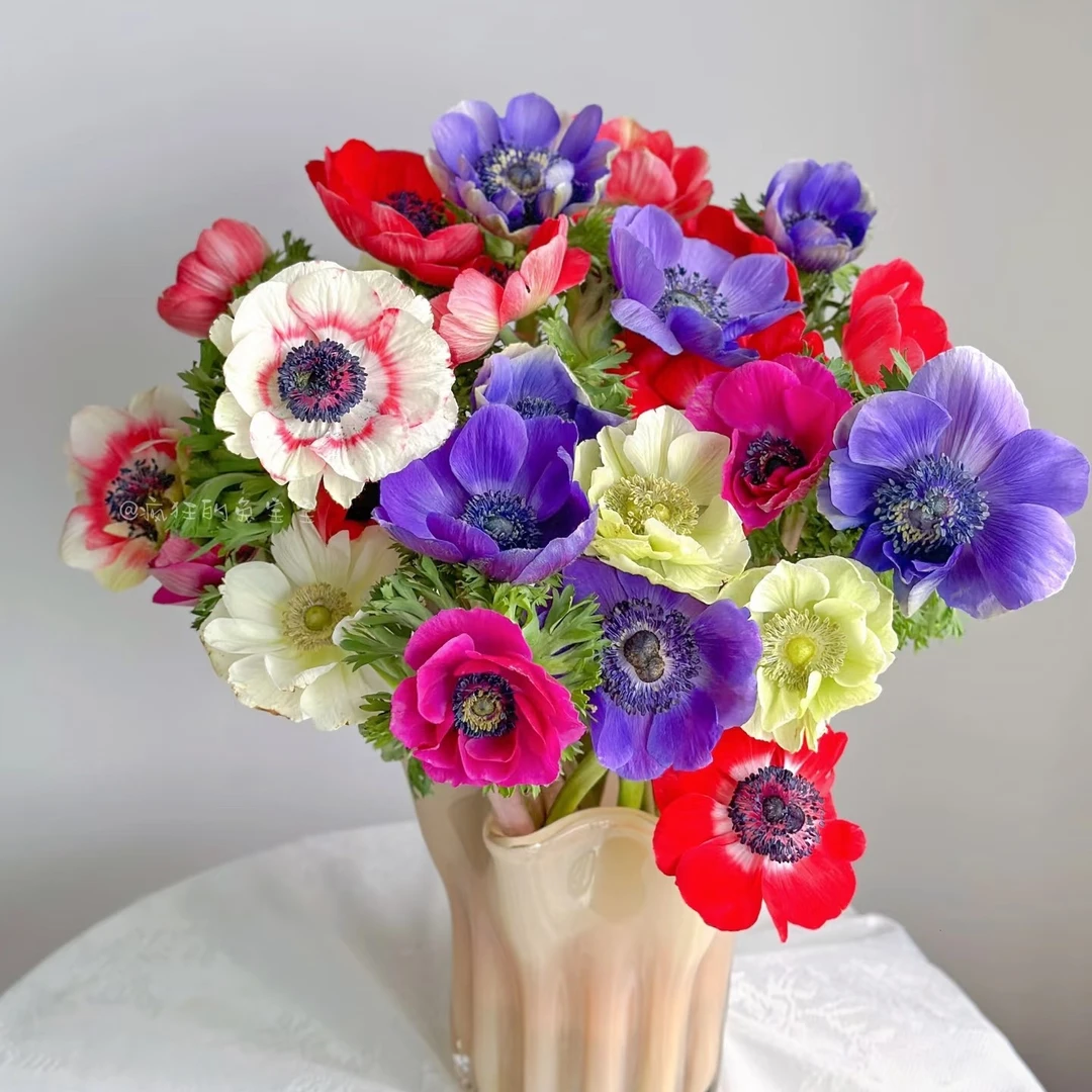 【银莲花、虞美人】精品小众鲜切花材（店内任意三单包邮）