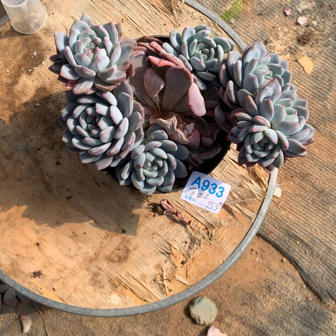 长***晚摘心橙清多肉植物